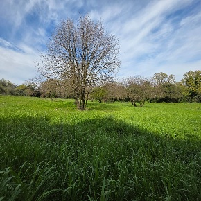 Foto Terreno agricolo in Via delle arance snc, Pomezia di 10000 m²