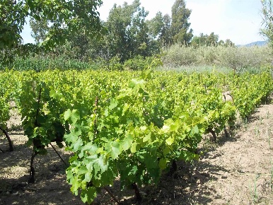 Foto Terreno agricolo in Località Salinas snc, Tortolì di 1499 m²
