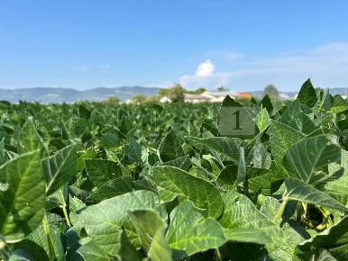 Foto Terreno agricolo in Via Volpara, Castegnero di 15259 m² in vendita