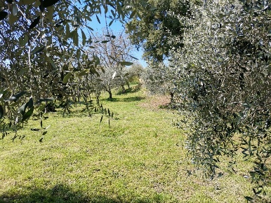 Foto Villa bifamiliare a Colle di Val d'Elsa di 200 m² con 6 locali