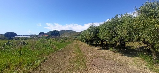 Foto Terreno agricolo in Via Appia Antica, Mondragone di 2500 m² in vendita