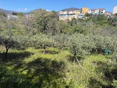 Foto Terreno agricolo in Contrada Sende, Montecorvino Rovella Centro