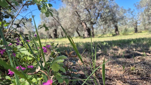 Foto Terreno agricolo a Campiglia Marittima Venturina di 1980 m² in vendita