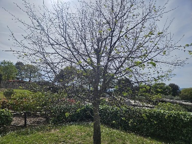 Foto Appartamento a Santa Luce Pomaia di 45 m² con 2 locali in vendita