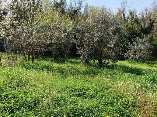 immagine annuncio 1 di 12