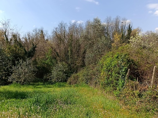 immagine annuncio 2 di 12