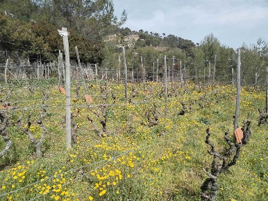 Foto Terreno agricolo a Soldano di 12000 m² in vendita
