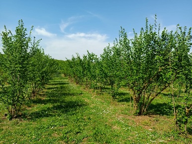Foto Terreno agricolo in Strada Provinciale Gallesana 34, Gallese