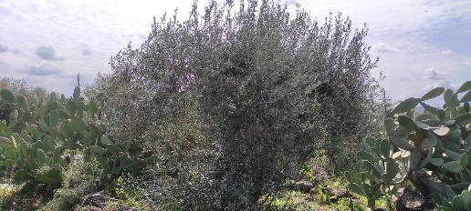 Foto Rustico in Contrada Tabana, Biancavilla di 25 m² con 1 locali