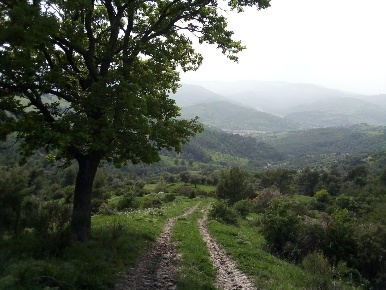 Foto Cessione attività in ss 147, Oriolo con 6 locali in vendita