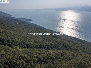 Foto Terreno agricolo in loc. Spighetta, Torri del Benaco di 50428 m²
