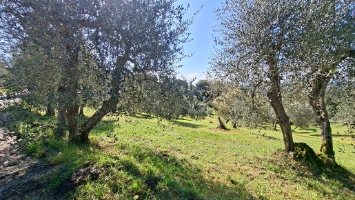 Foto Terreno agricolo a Peccioli Centro di 7440 m² in vendita