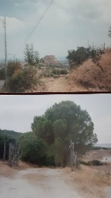 Foto Terreno agricolo in tre vie, Rocca Imperiale Centro in vendita