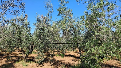Foto Cessione attività a Cecina Cecina Centro di 57000 m² con 1 locali