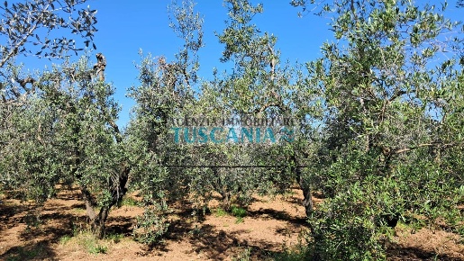 Foto Cessione attività a Cecina Cecina Centro di 57000 m² con 1 locali
