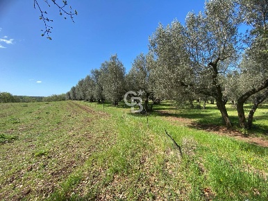 Foto Terreno agricolo in Strada Marchionato, Vetralla Centro di 20000 m²
