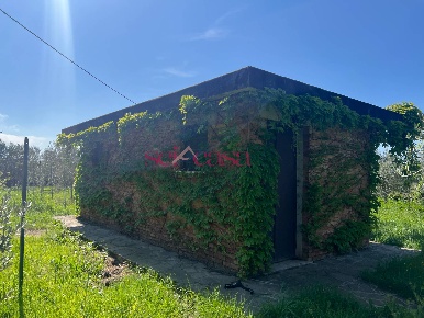 Foto Terreno agricolo a Grosseto La Principina di 2000 m² in vendita