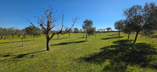 Foto Terreno agricolo a Altamura di 16734 m² in vendita