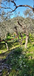 Foto Terreno agricolo in via REBUTTO 13, Pietrasanta di 1790 m² in vendita