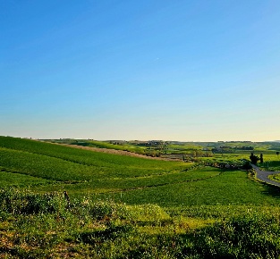 Foto Rustico a Crespina Lorenzana Lorenzana di 1200 m² con 12 locali
