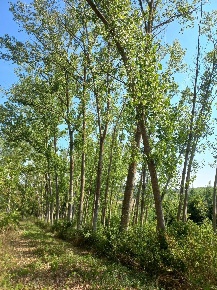 Foto Terreno agricolo a Peccioli Centro di 21000 m² in vendita