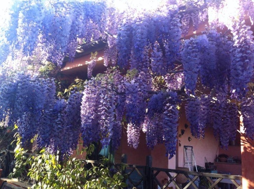 immagine annuncio 13 di 14