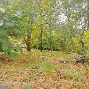 Foto Terreno residenziale in Vicolo del Borchellino snc, Centro di 1073 m²