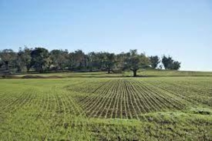 Foto Terreno agricolo a Calci Centro di 5800 m² in vendita