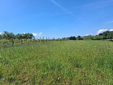 Foto Terreno agricolo a Capannoli Centro di 24000 m² in vendita