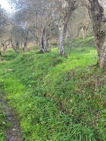 Foto Terreno agricolo a Calci Centro di 2000 m² in vendita