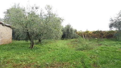 Foto Terreno agricolo in VIA DELLE GINESTRE, Velletri di 7024 m² in vendita