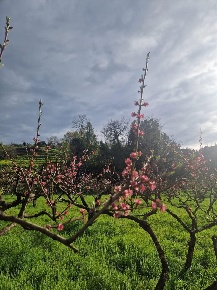 Foto Terreno agricolo a Casciana Terme Lari Lari di 10260 m² in vendita
