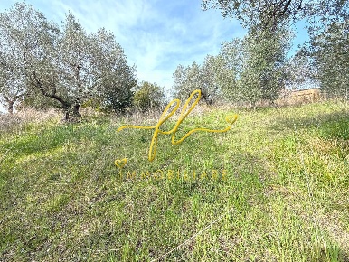 Foto Terreno residenziale a Riparbella di 6500 m² in vendita