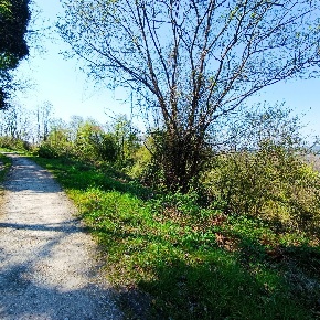 Foto Terreno agricolo in LOC. BORSELLI, Pelago di 17230 m² in vendita