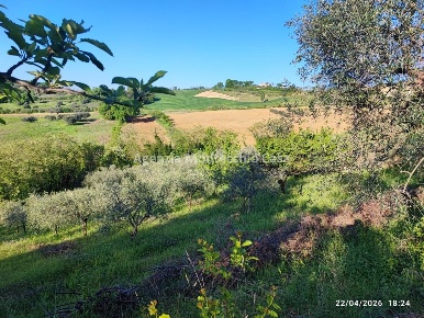 Foto Terreno agricolo in Via Serra, Vallefoglia di 46064 m² in vendita