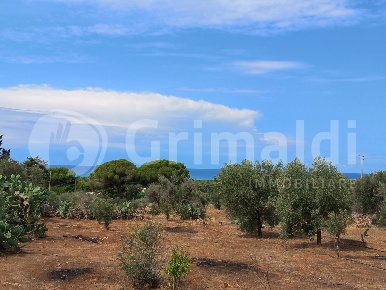 Foto Terreno agricolo in Via SP 91 50, Ugento di 2500 m² in vendita