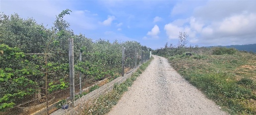 Foto Terreno agricolo in LOCALITA COSTA DI BORGO, Albenga di 2000 m²