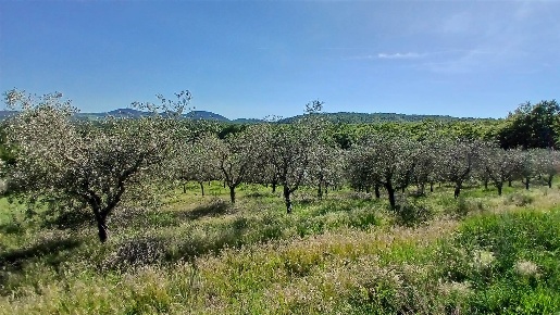 Foto Terreno agricolo a Sinalunga Centro di 20001 m² in vendita