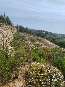 Foto Terreno agricolo in strada bragheira, Sanremo Verezzo di 10000 m²