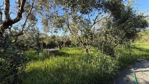 Foto Terreno agricolo a Roccastrada Ribolla di 20000 m² in vendita