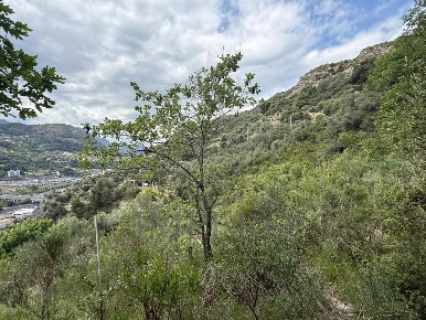 Foto Terreno agricolo in Via Monsignor Nicolò Peitavino, Ventimiglia