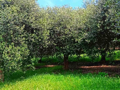 Foto Terreno agricolo a Volta Mantovana Centro di 6590 m² in vendita