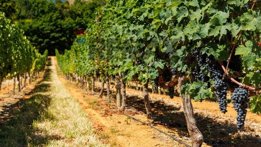 Foto Terreno agricolo a Occhiobello in vendita