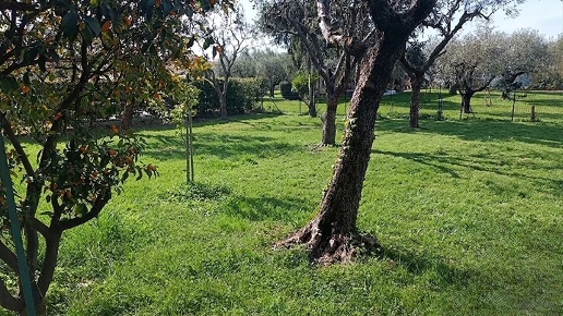 immagine annuncio 1 di 10