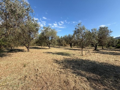 Foto Terreno agricolo a Castelnuovo Magra Colombiera Molicciara di 2138 m²