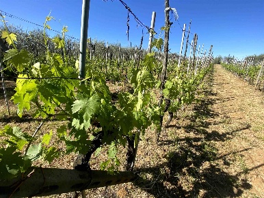 Foto Terreno agricolo a San Casciano in Val di Pesa di 50000 m² in vendita