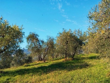 Foto Terreno agricolo a Empoli Martignana - Piazzano di 30000 m² in vendita