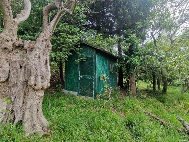 Foto Terreno agricolo a Luni di 2880 m² in vendita