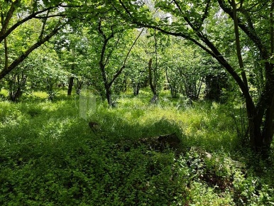 Foto Terreno agricolo in via Fratte, Contrada di 3800 m² in vendita