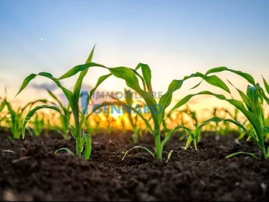 Foto Terreno agricolo in Via Premariacco, Udine di 7660 m² in vendita
